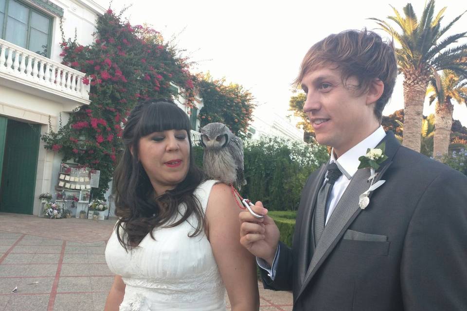 Dobby en la boda