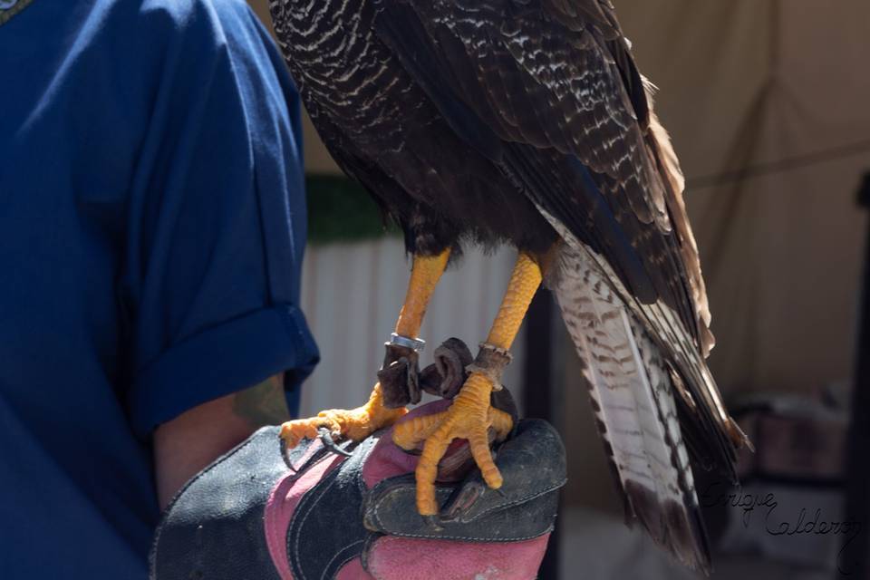 Caracara