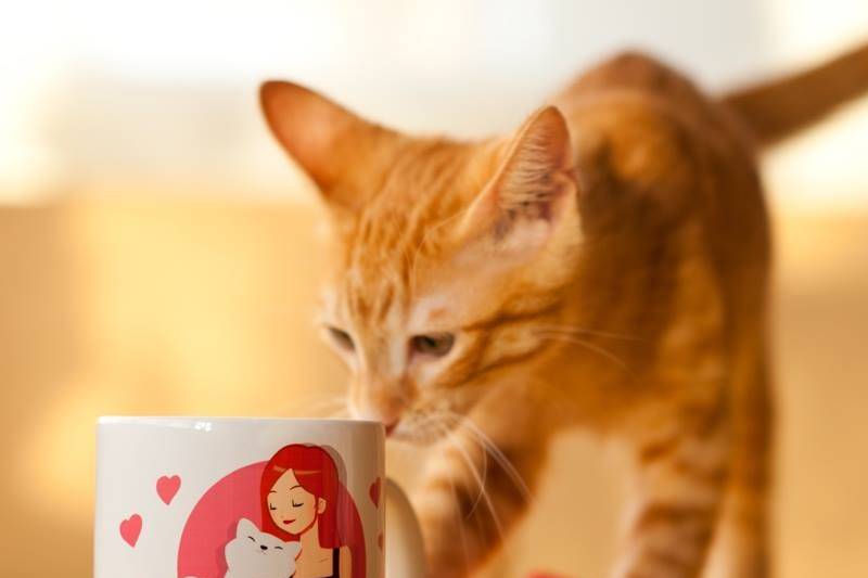 El Gato de la Taza de Té