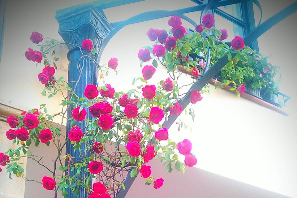 Rosales en primavera