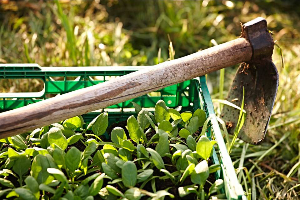 Verduras ecológicas