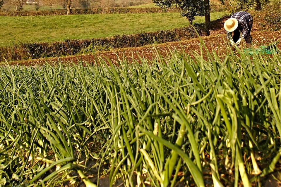 Nuestra huerta