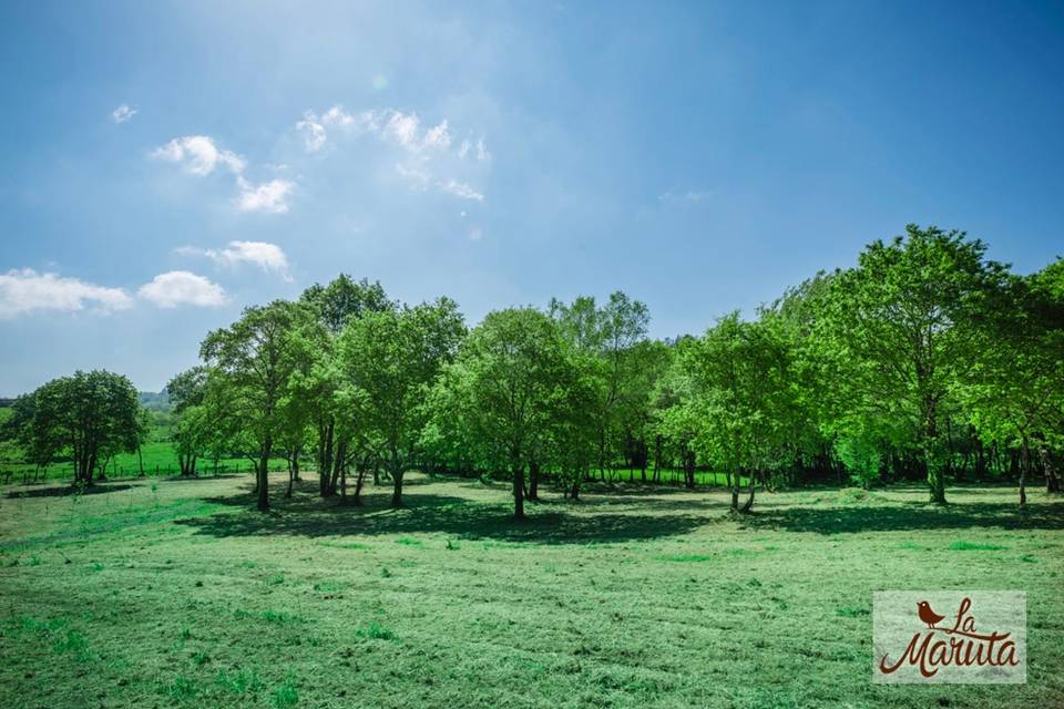 Casaos en un bosque