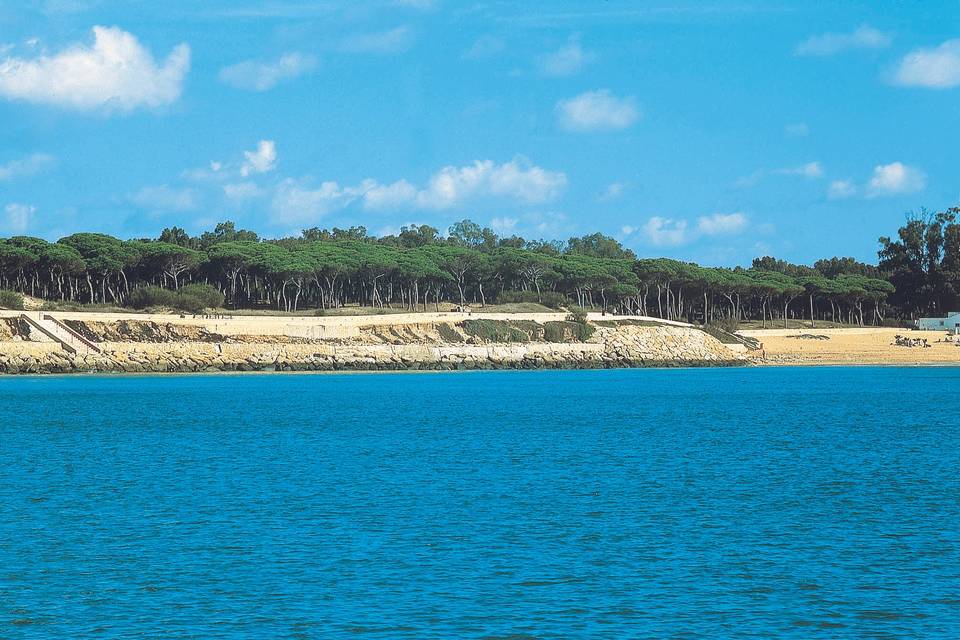 Playa rodeado de pinares