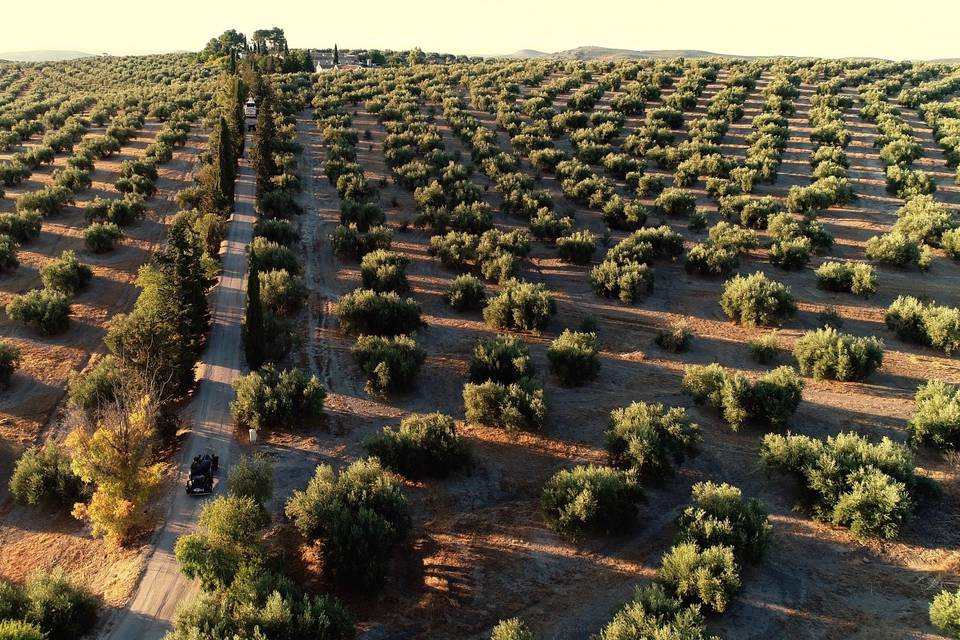 Dron - Olivos de Jaén