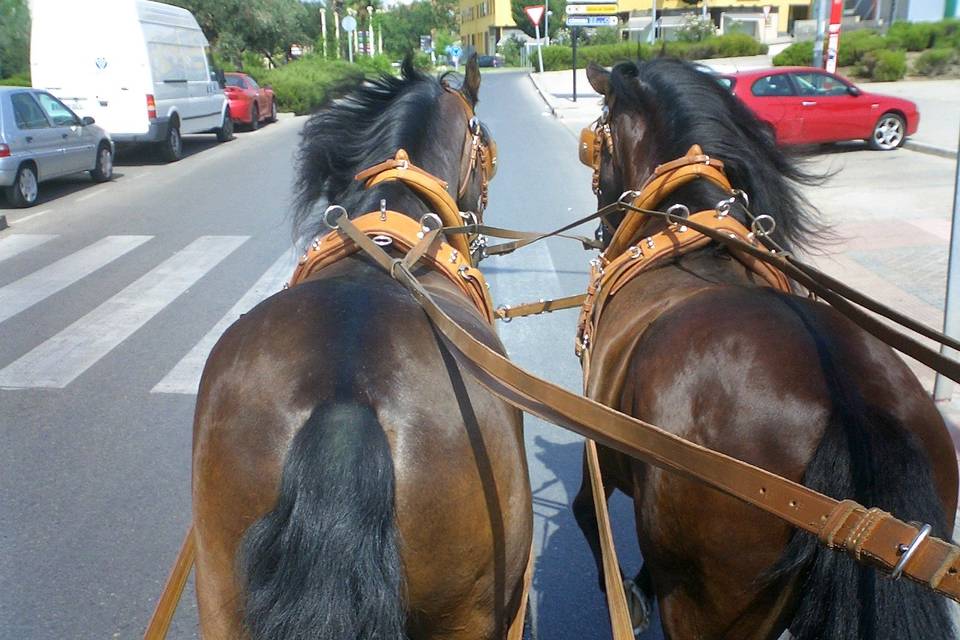 Bolero y camaron