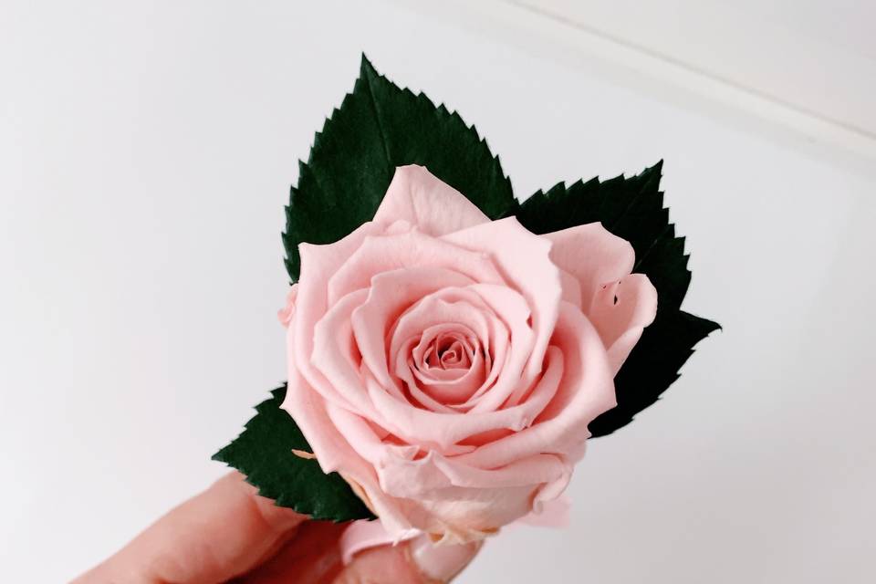 Pink rose