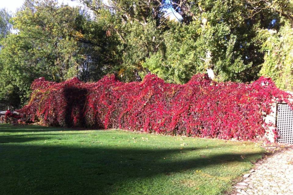 Jardín en verano