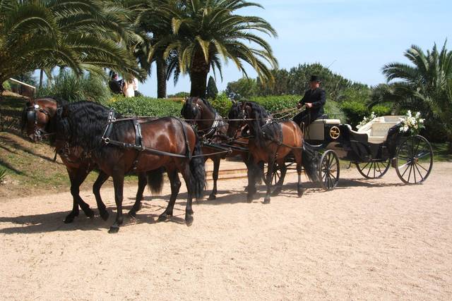 Caballos PRE · PRE horses