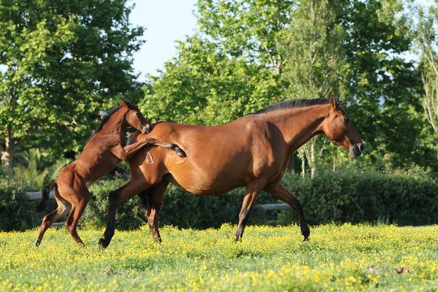 Caballos · Horses at the stud