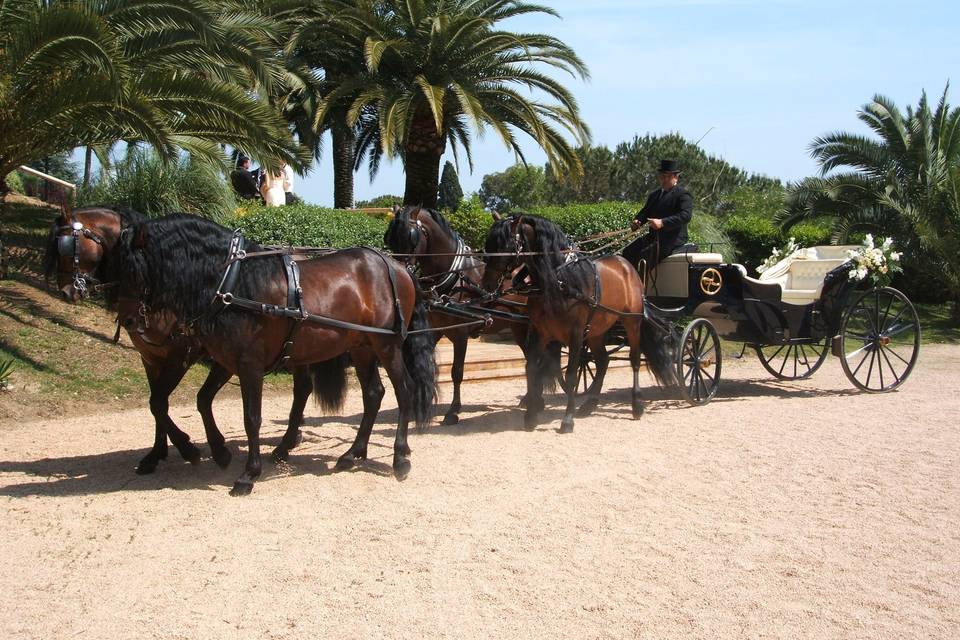 Caballos PRE de la yeguada