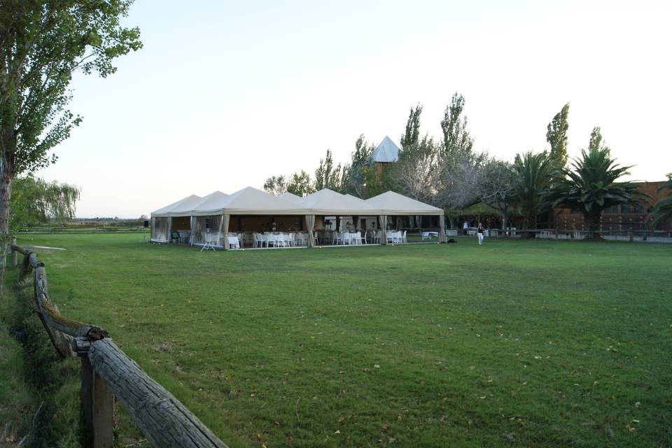 Carpas desde lejos