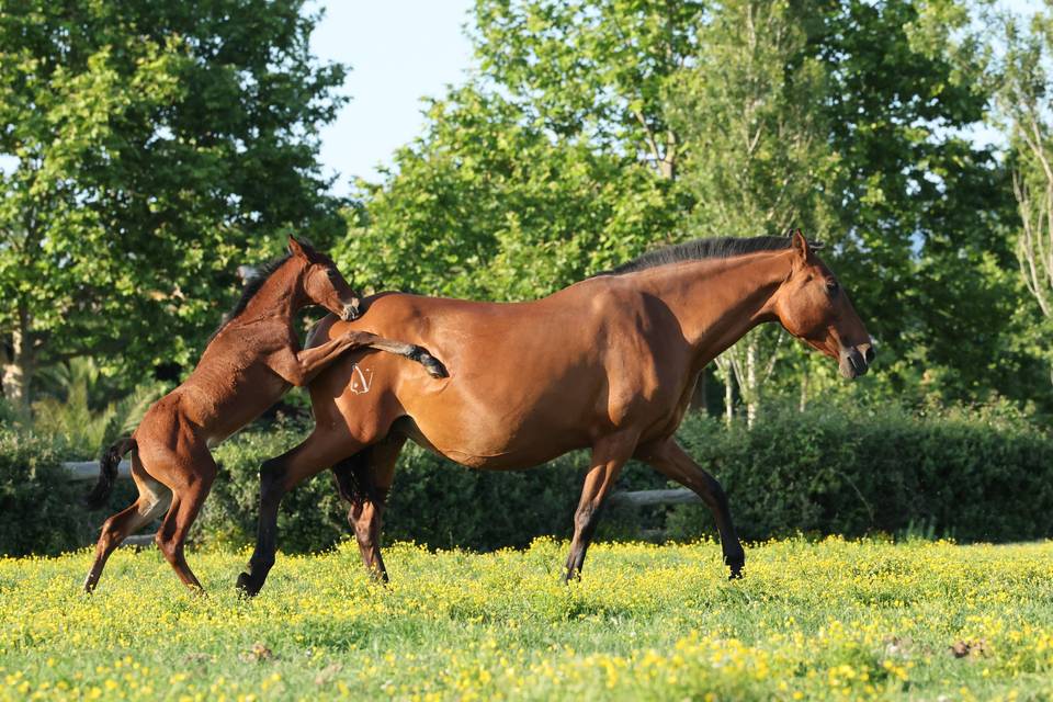 Caballos en la finca