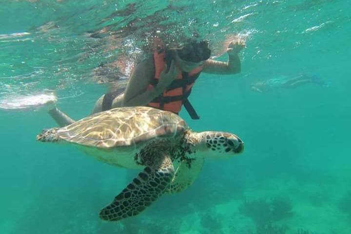 Nado con tortugas en akumal