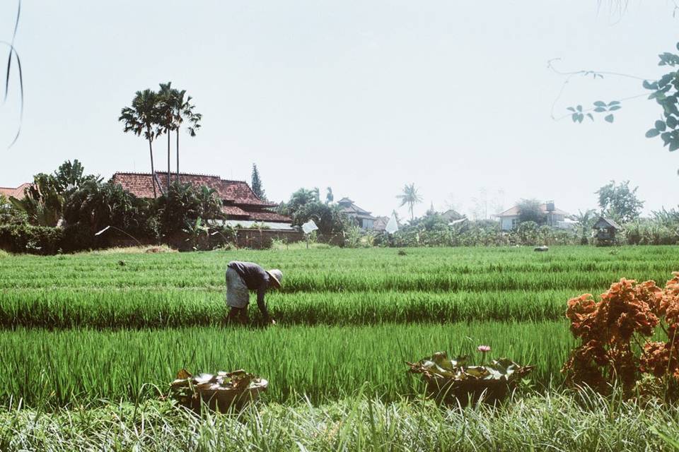 Los arrozales de Ubud