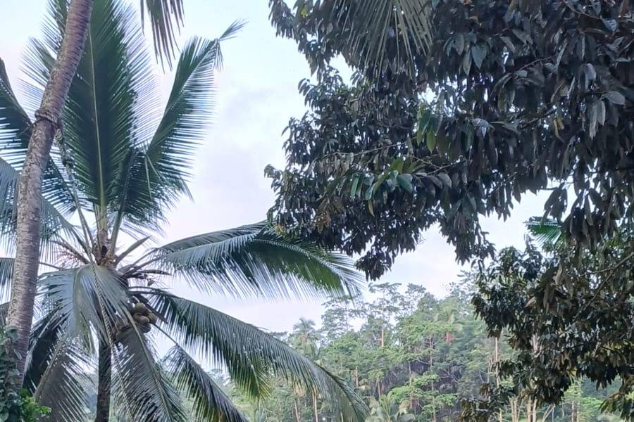 Pareja en Arrozales en Terrazas: Paisaje Verde de Bali