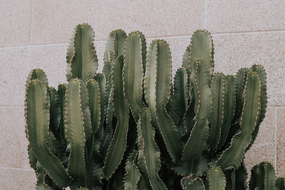 Cactus