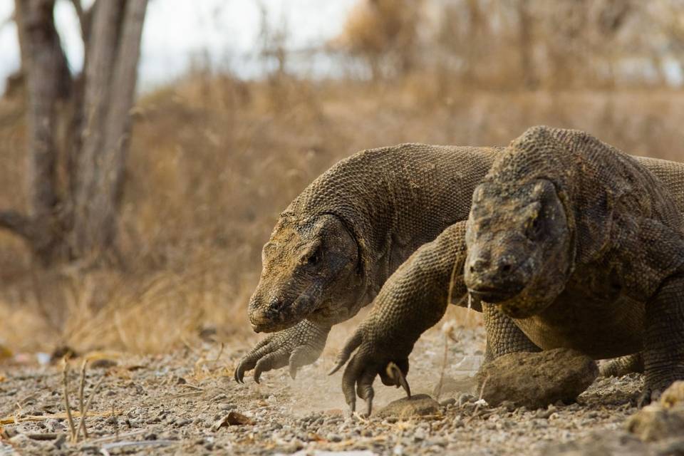 Dragón de Komodo