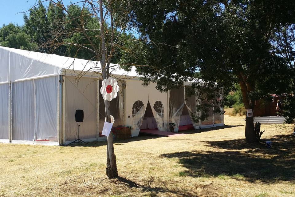 Carpa campestre