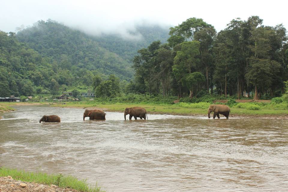 Santuario Elefantes Chiang Mai