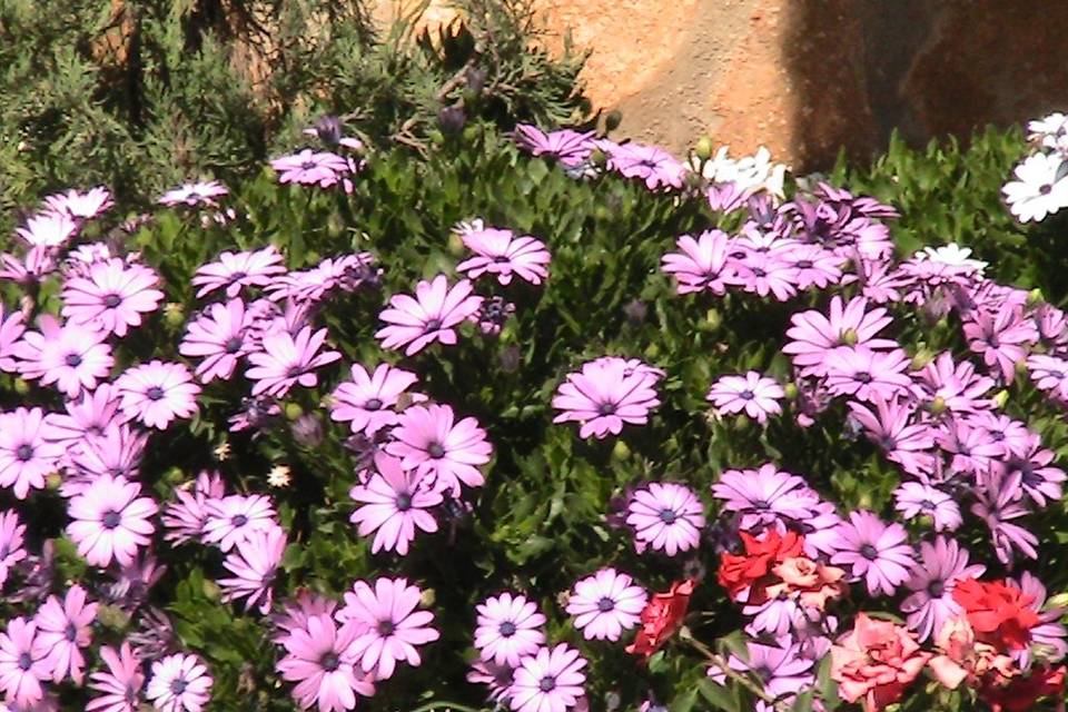 Zonas de jardín para bodas