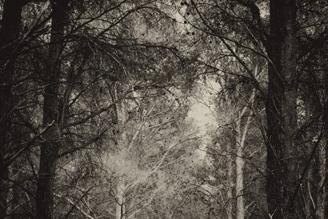 Preboda en el bosque