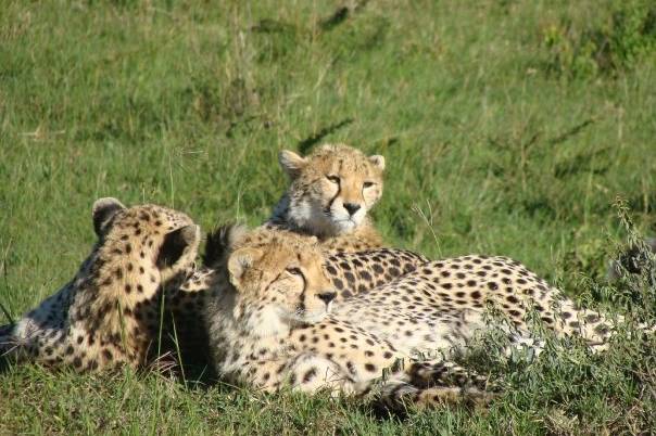 Safari de lujo en Africa