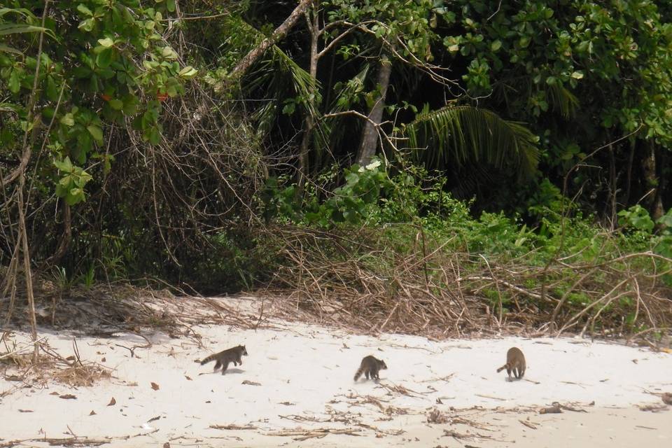 Mapaches en las playas