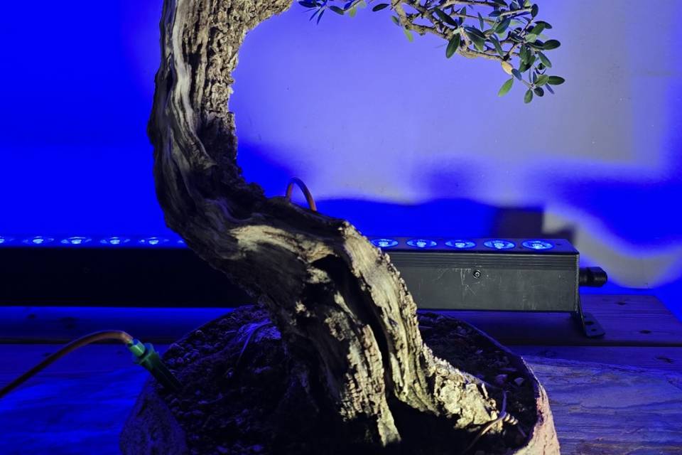 Iluminación Jardin