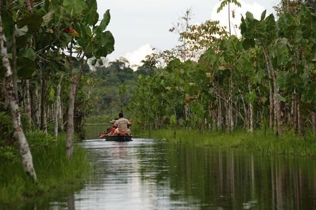 Selva en Ecuador