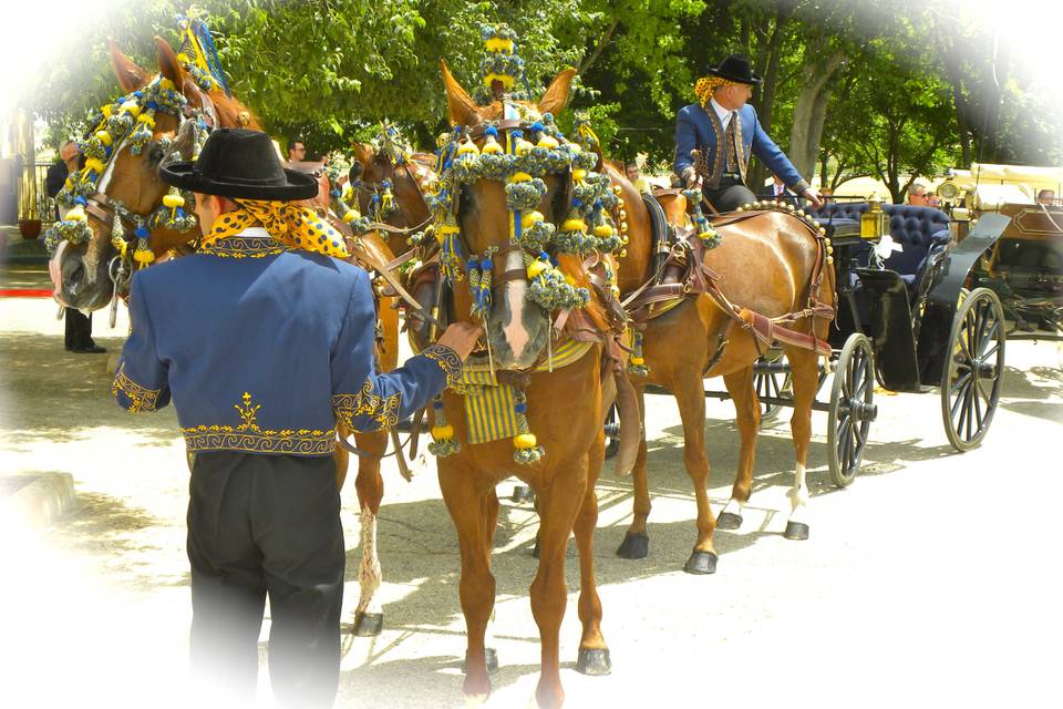 Boda taurina