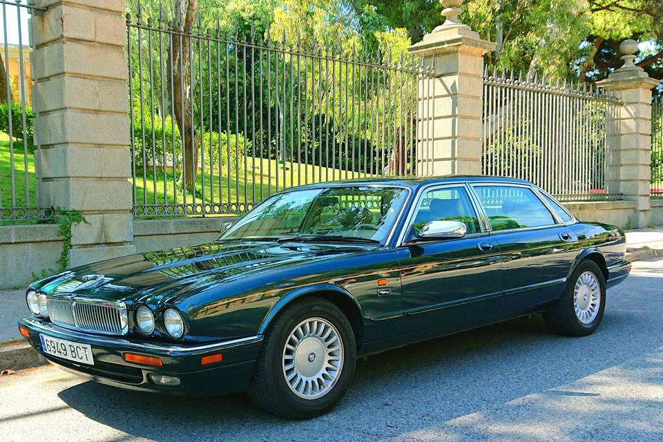 Jaguar majestic