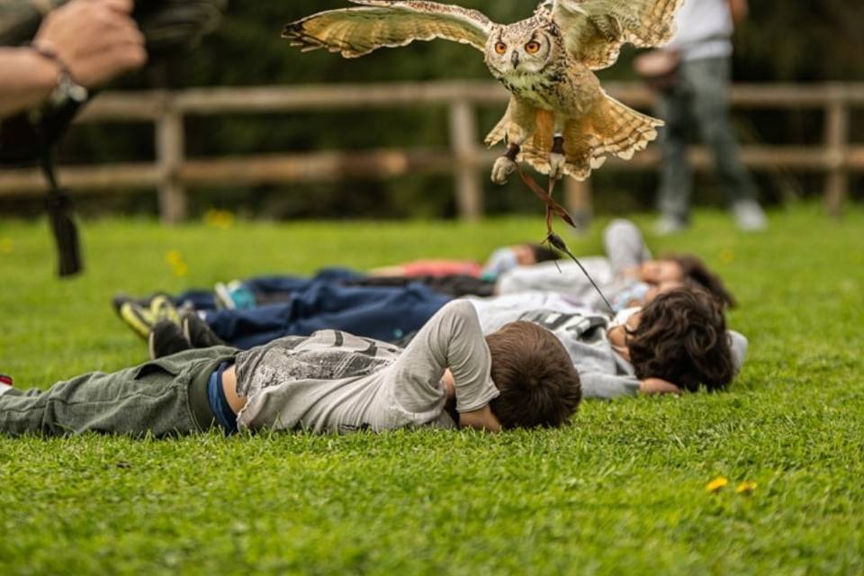 Rapaces Maruri
