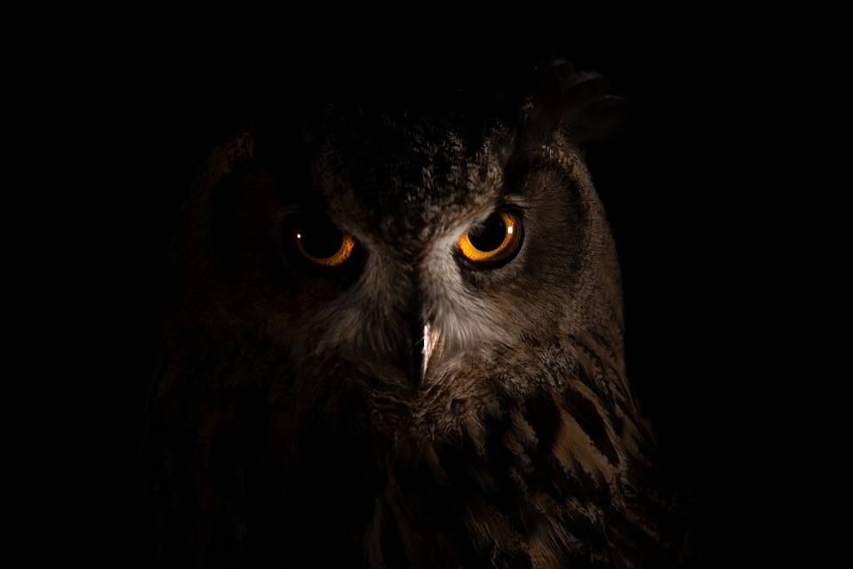 Rapaces Maruri