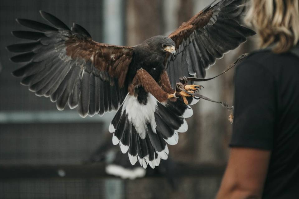 Rapaces Maruri
