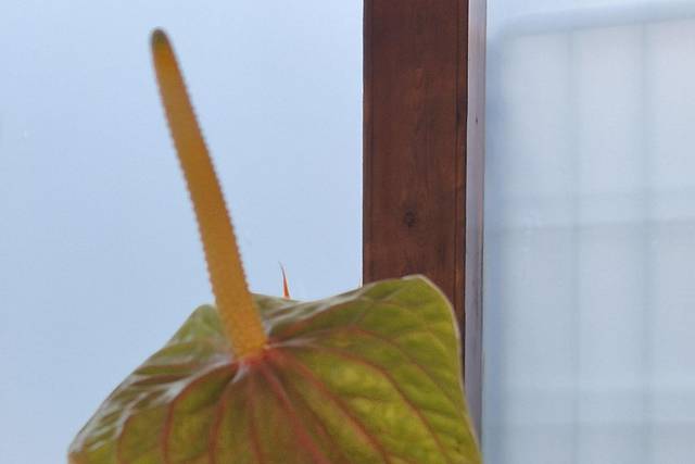 Lujo de detalles