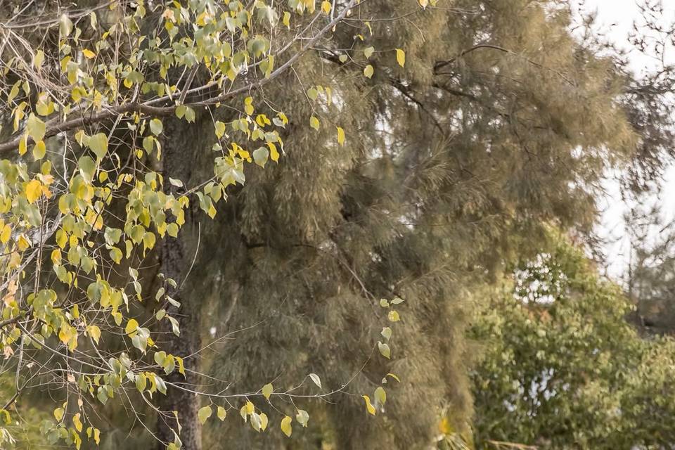 Lujo de detalles