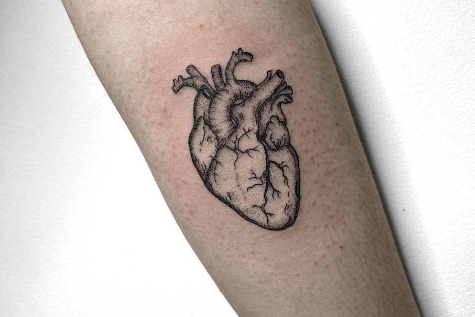 Corazón anatómico