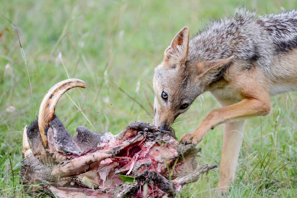 Chacal comiendo facocero