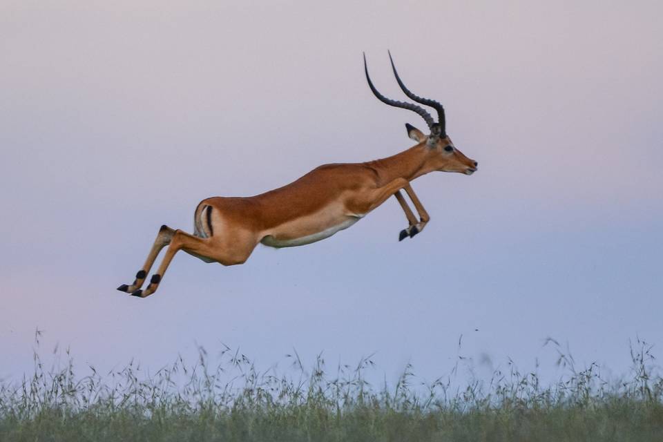 Impala saltando