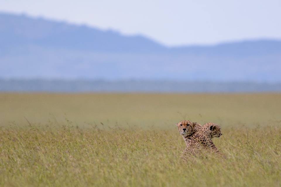 Guepardos en Serengueti