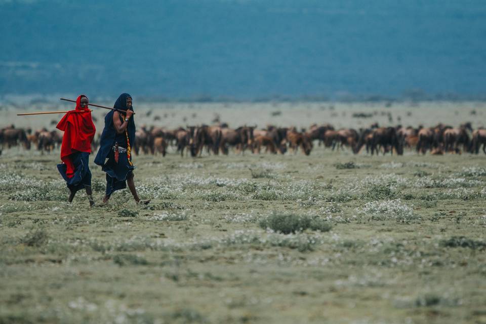 Tribu Massai en Gran Migración