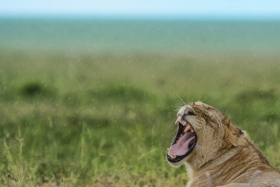 León en Serengueti