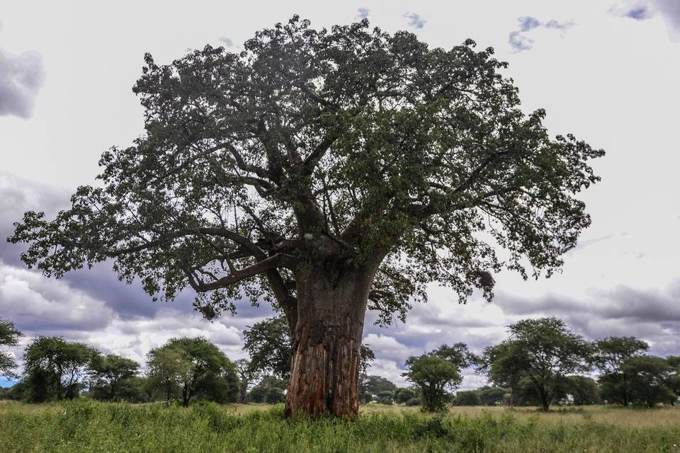 Baobab en Tanaguire