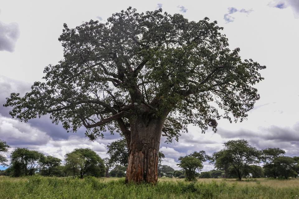 África a tu medida