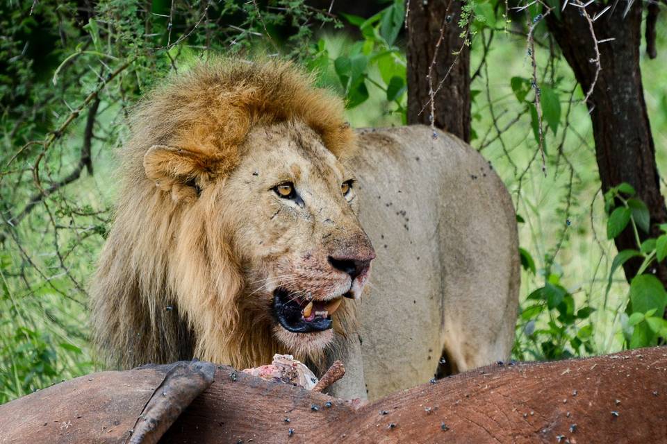 León comiendo elefante