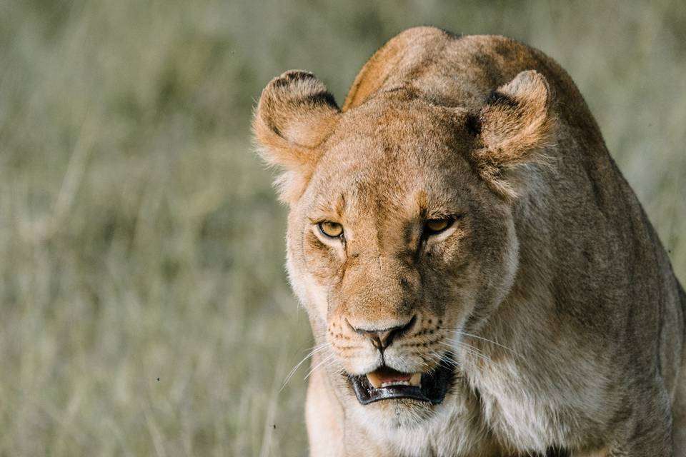 León comiendo elefante