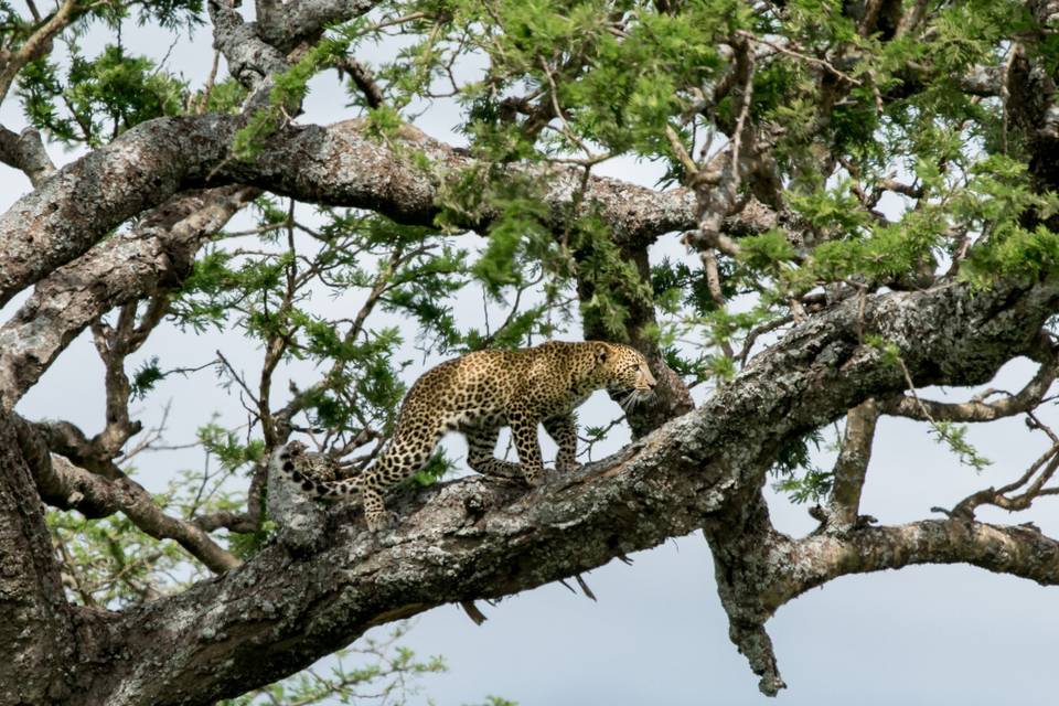 León en Serengueti
