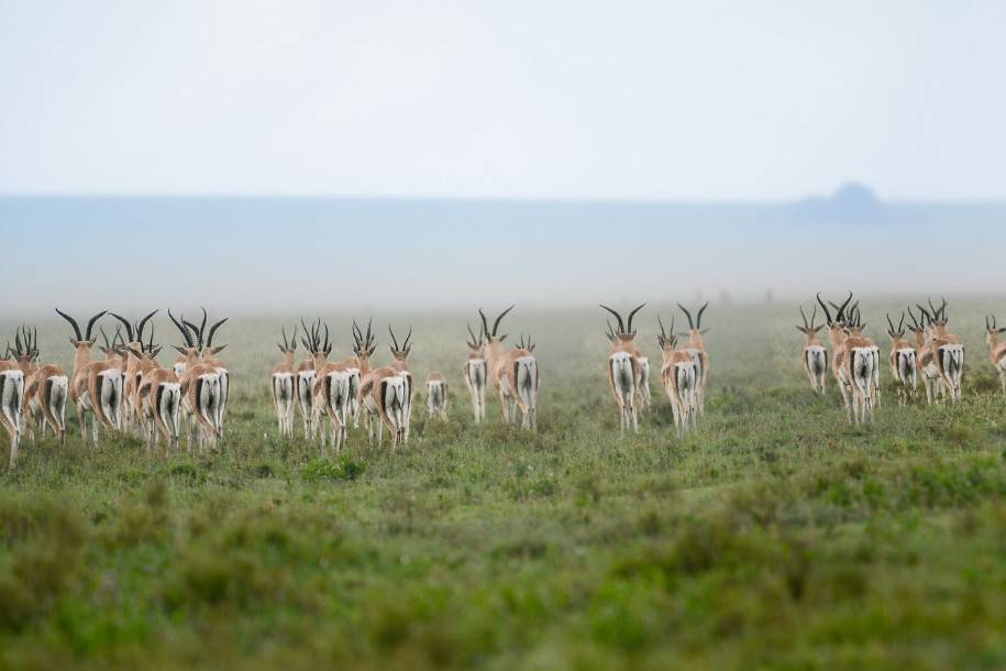 Impalas en lluvia