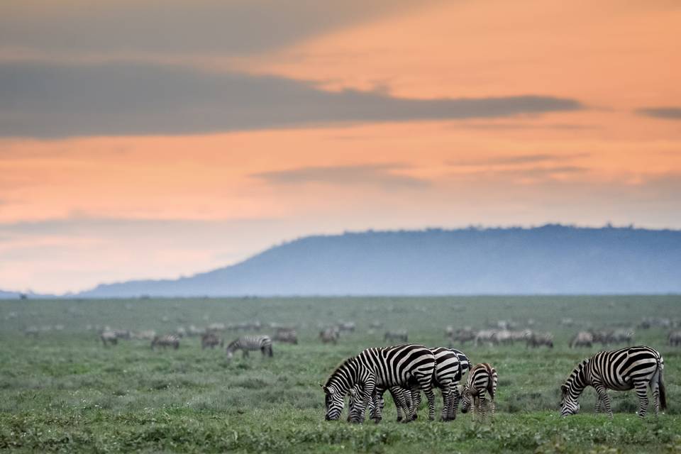 Gran Migración en Ndutu